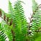23in. UV Resistant Artificial Boston Fern Plant with Real Touch Leaves (Indoor/Outdoor)